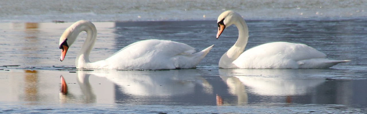 swan-1203535_1280